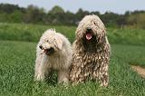 KOMONDOR 044